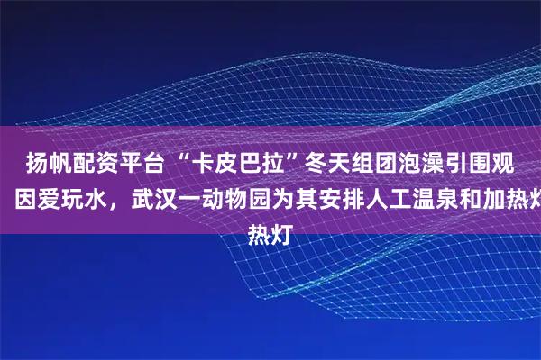 扬帆配资平台 “卡皮巴拉”冬天组团泡澡引围观，因爱玩水，武汉一动物园为其安排人工温泉和加热灯